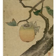 葛飾北斎: Persimmon and Cicada, with poem by Chikujin (or Takehito), Edo period, - ハーバード大学