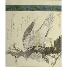 Totoya Hokkei: Falcon on Plum Branch, from the series A Collection of Thirty-Six Birds and Animals (Sanjûroku tori zukushi), Edo period, circa 1825 - Harvard Art Museum