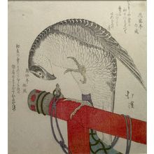 Totoya Hokkei: FALCON ON PERCH - Harvard Art Museum