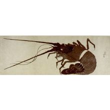 Katsushika Hokusai: Crawfish, Edo period, circa early 19th century - Harvard Art Museum