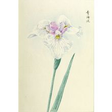 Unknown: IRIS, TYPE 