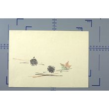 Unknown: Pine Cones and Maple Leaf, 20th century - Harvard Art Museum