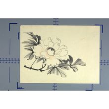 Unknown: Peony and Leaves - Harvard Art Museum