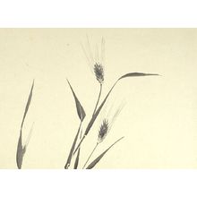 日本版画 "Wheat Stalks" 由 Unknown, 無款 (null) 创作