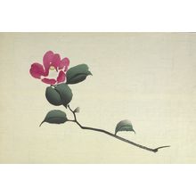 日本版画 "Camellia Branch" 由 Unknown, 無款 (null) 创作