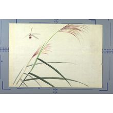 Unknown: Dragonfly - Harvard Art Museum
