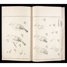 無款: Mustard Seed Garden Compendium (Kaishien gaden) based on Chinese Original of 1701, 2nd of 6 Volumes, Mid Edo period, 1748 - ハーバード大学