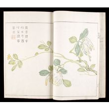 無款: Mustard Seed Garden Compendium (Kaishien gaden) based on Chinese Original of 1701, 3rd of 6 Volumes, Mid Edo period, 1748 - ハーバード大学