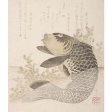 Ryuryukyo Shinsai: Carp in Rapids, Edo period, circa early 19th century - Harvard Art Museum