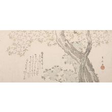 Ryuryukyo Shinsai: Pink and Blue Cherry Blossoms - Harvard Art Museum