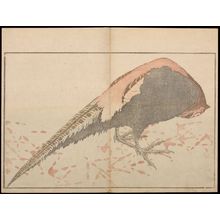 葛飾北斎: Hokusai's Album of Pictures from Nature (Hokusai shashin gafu), Late Edo period, preface dated 1814 - ハーバード大学