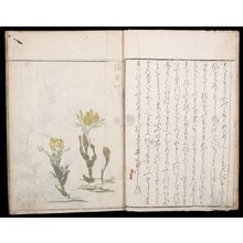 Kuwagata Keisai: Illustrations of Glass Flowers (Sôka ryakugashiki), Late Edo period, circa 1814 - Harvard Art Museum