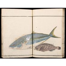 Kuwagata Keisai: Illustrations of Marine Life (Gyokai ryakugashiki), Late Edo period, - Harvard Art Museum