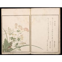 喜多川歌麿: Picture Book: Selected Insects (Ehon mushi erabi), 1st of 2 Volumes, Mid Edo period, 1788 - ハーバード大学
