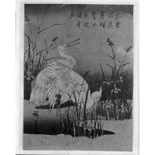 Utagawa Hiroshige: WHITE CRANES, Late Edo period, 1830 - Harvard Art Museum