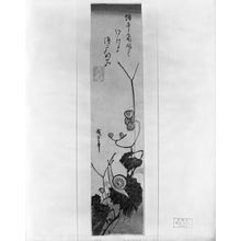 Utagawa Hiroshige: BEGONIA FLOWERS AND A SNAIL - Harvard Art Museum