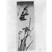 Utagawa Hiroshige: SWALLOWS AND IRIS, Late Edo period, 1853 - Harvard Art Museum