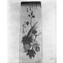 歌川広重: PHEASANT AND HIBISCUS FLOWER, Late Edo period, 1853 - ハーバード大学