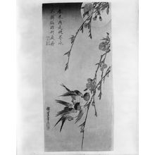 Utagawa Hiroshige: SWALLOWS, PEACH BLOSSOMS AND THE MOON - Harvard Art Museum