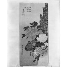 歌川広重: PEACOCK AND PEONIES, Late Edo period, 19th century - ハーバード大学