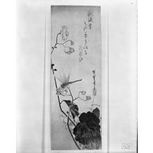 Utagawa Hiroshige: BEGONIA BLOSSOMS AND A DRAGONFLY - Harvard Art Museum