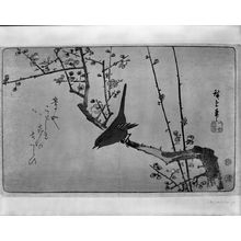 Unknown: BIRD AND BLOSSOMS - Harvard Art Museum