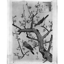 Utagawa Hiroshige: TWO BIRDS IN A BLOSSOMING TREE (PICTURES OF BIRDS AND FLOWERS, 