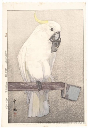 吉田博: Sulphur-crested Cockatoo - ホノルル美術館
