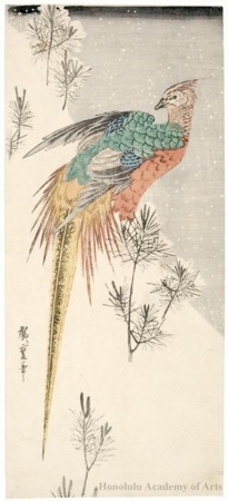 Utagawa Hiroshige: A Golden Pheasant with Pine in the Snow - Honolulu Museum of Art