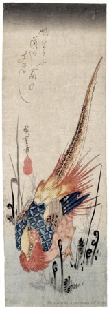 Utagawa Hiroshige: Golden Pheasant in Bracken - Honolulu Museum of Art