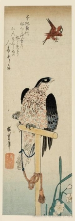 Utagawa Hiroshige: A Tethered Falcon Eyeing a Sparrow - Honolulu Museum of Art