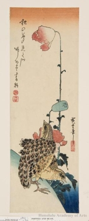 Utagawa Hiroshige: Quail and Poppy - Honolulu Museum of Art