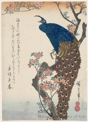 Utagawa Hiroshige: Aronia and Peacock - Honolulu Museum of Art