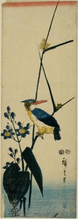 歌川広重: Kingfisher, Platycodon and Reeds (Descriptive Title) - ホノルル美術館