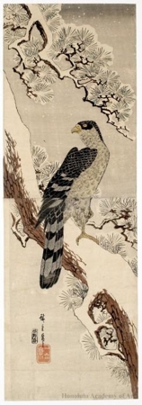 歌川広重: Falcon on Pine Tree (descriptive title) - ホノルル美術館