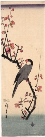 Utagawa Hiroshige: Zebra Finch on Cherry Blossom Branch (Descriptive Title) - Honolulu Museum of Art