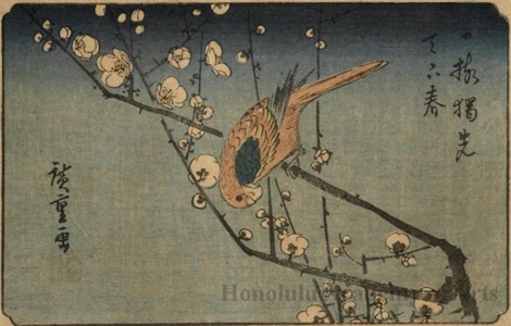 Utagawa Hiroshige: Parrot and Plum Tree - Honolulu Museum of Art