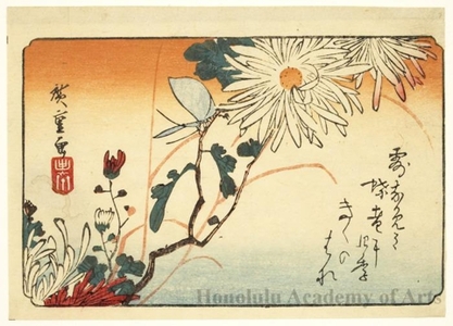 歌川広重: Butterfly and Chrysanthemum - ホノルル美術館