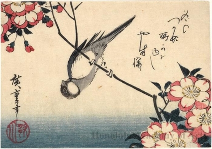 歌川広重: A Titmouse on a Branch of Cherry - ホノルル美術館