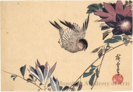 Utagawa Hiroshige: Bullfinch Flying near a Branch of Clematis - Honolulu Museum of Art