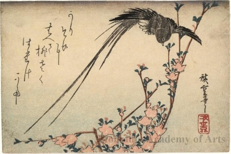 Utagawa Hiroshige: A Black Paradise Flycatcher and Blossoms - Honolulu Museum of Art