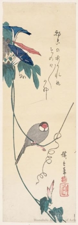 Utagawa Hiroshige: Java Sparrow and Morning Glory Vine (Descriptive Title) - Honolulu Museum of Art