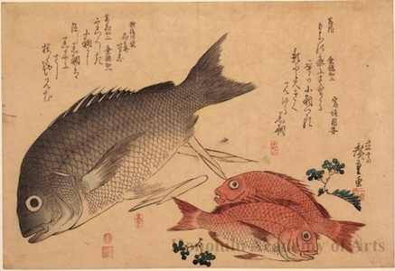Utagawa Hiroshige: Black Snapper, Crimson Snapper & Japanese Pepper - Honolulu Museum of Art