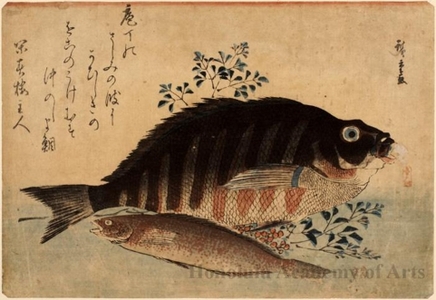 Utagawa Hiroshige: Striped Snapper, Rock Trout & Nandin - Honolulu Museum of Art
