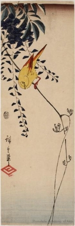 Utagawa Hiroshige: Wisteria and Canary - Honolulu Museum of Art