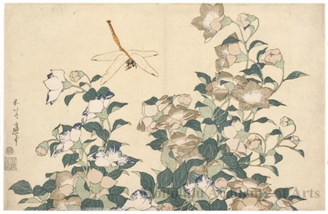 葛飾北斎: Chinese Bellflower and Dragonfly - ホノルル美術館