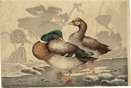 小林清親: Ducks and Withered Lotus - ホノルル美術館