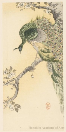 Shoson Ohara: Peacock in a cherry tree - ホノルル美術館