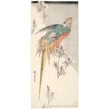 Utagawa Hiroshige: A Golden Pheasant with Pine in the Snow - Honolulu Museum of Art