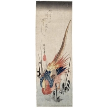 Utagawa Hiroshige: Golden Pheasant in Bracken - Honolulu Museum of Art